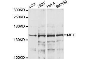 Image no. 3 for anti-Met Proto-Oncogene (MET) antibody (ABIN1873686)
