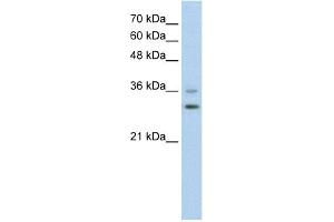 Image no. 2 for anti-Forkhead Box Q1 (FOXQ1) (N-Term) antibody (ABIN2778102)