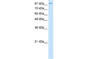 Image no. 1 for anti-Transcription Elongation Factor B (SIII), Polypeptide 3 (110kDa, Elongin A) (TCEB3) (C-Term) antibody (ABIN2792557)
