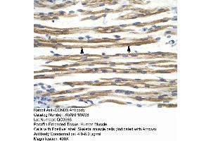 Image no. 2 for anti-Cyclin D3 (CCND3) (C-Term) antibody (ABIN2792167)