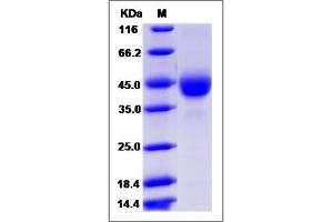 Image no. 1 for Tetraspanin 31 (TSPAN31) (AA 94-173) protein (Fc Tag) (ABIN2006098)