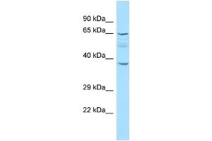 Image no. 1 for anti-Keratin 77 (KRT77) (C-Term) antibody (ABIN2790417)