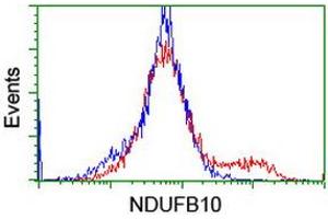 Image no. 4 for anti-NADH Dehydrogenase (Ubiquinone) 1 beta Subcomplex, 10, 22kDa (NDUFB10) antibody (ABIN1499668)