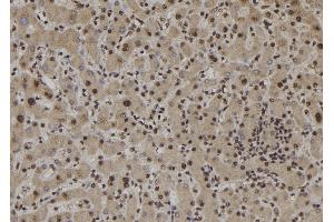 Image no. 3 for anti-Macrophage Stimulating 1 (Hepatocyte Growth Factor-Like) (MST1) (pSer316) antibody (ABIN6270144)