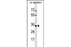 MSX1 Antikörper  (AA 111-138)