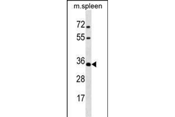 MSX1 antibody  (AA 111-138)