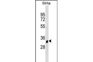 OR51M1 Antibody (N-term) (ABIN1538848 and ABIN2849693) western blot analysis in SiHa cell line lysates (35 μg/lane).