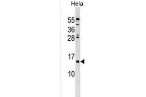 HHLA3 Antibody (Center) (ABIN1538602 and ABIN2849590) western blot analysis in Hela cell line lysates (35 μg/lane).