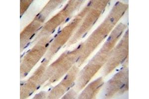RHEB anticorps  (AA 104-134)