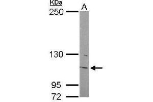 Image no. 4 for anti-Inositol Polyphosphate-5-Phosphatase F (INPP5F) (Center) antibody (ABIN2855799)