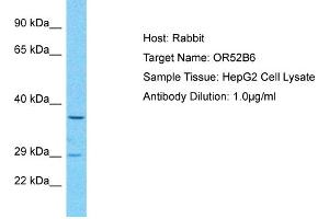 Image no. 1 for anti-Olfactory Receptor, Family 52, Subfamily B, Member 6 (OR52B6) (C-Term) antibody (ABIN2791831)