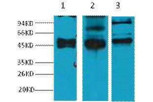 Image no. 1 for anti-Keratin 17 (KRT17) antibody (ABIN3181151)