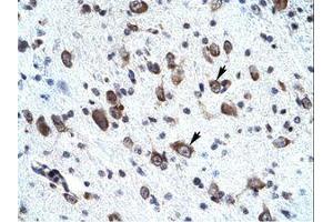 Image no. 1 for anti-Mortality Factor 4 Like 2 (MORF4L2) (AA 67-116) antibody (ABIN202164)
