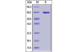 Biotinylated Human Serum Albumin, His,Avitag on  under reducing (R) condition.