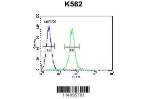 Image no. 1 for anti-Aminoadipate Semialdehyde Synthase (AASS) (AA 805-834), (C-Term) antibody (ABIN655046)