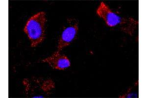 Image no. 3 for CCNB1 & CDKN1A Protein Protein Interaction Antibody Pair (ABIN1339863)