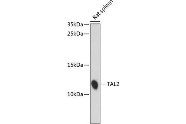 TAL2 antibody