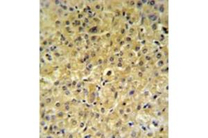Image no. 1 for anti-Inscuteable Homolog (INSC) (AA 416-446), (Middle Region) antibody (ABIN952908)