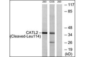 Image no. 1 for anti-Cathepsin L2 (CTSL2) (Internal Region) antibody (ABIN784595)