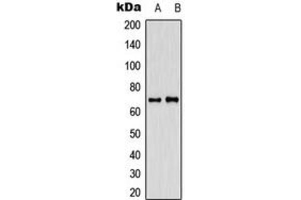 CABLES1 antibody  (C-Term)