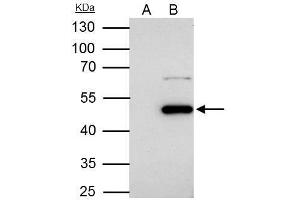 Image no. 1 for anti-Flotillin 1 (FLOT1) (C-Term) antibody (ABIN2855944)