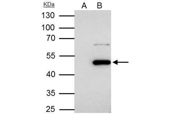 anti-Flotillin 1 (FLOT1) (C-Term) antibody