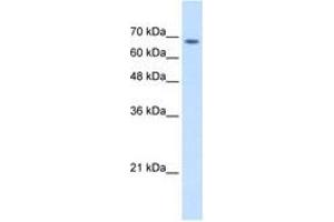 Image no. 2 for anti-Transmembrane 9 Superfamily Member 1 (TM9SF1) (AA 201-250) antibody (ABIN205056)