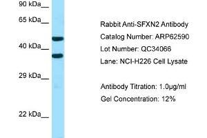 Image no. 1 for anti-Sideroflexin 2 (SFXN2) (C-Term) antibody (ABIN2789186)