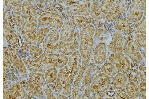 Image no. 2 for anti-Charged Multivesicular Body Protein 2A (CHMP2A) (Internal Region) antibody (ABIN6260811)