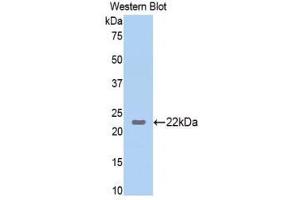 Image no. 1 for anti-Interleukin 23 (IL23) (AA 22-196) antibody (ABIN1859405)