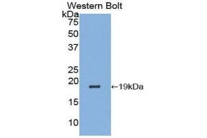 Image no. 1 for anti-Lactalbumin, alpha- (LALBA) (AA 20-159) antibody (ABIN1857955)