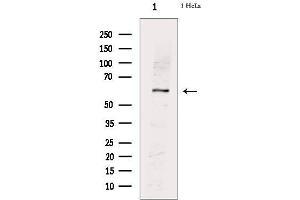 Image no. 1 for anti-Pyruvate Kinase M1/2 (PKM) (pSer37) antibody (ABIN6255266)