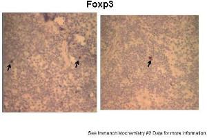 Image no. 2 for anti-Forkhead Box P3 (FOXP3) (N-Term) antibody (ABIN2777561)