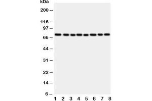 Image no. 3 for anti-P450 (Cytochrome) Oxidoreductase (POR) (C-Term) antibody (ABIN3032123)