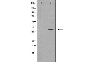 Image no. 1 for anti-Guanine Nucleotide Binding Protein (G Protein), alpha 11 (Gq Class) (GNA11) (Internal Region) antibody (ABIN6262007)