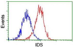 Image no. 4 for anti-Iduronate 2-Sulfatase (IDS) antibody (ABIN1498798)