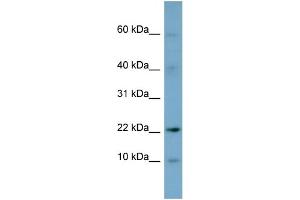 Image no. 1 for anti-Developmental Pluripotency Associated 5 (DPPA5) (N-Term) antibody (ABIN2787810)