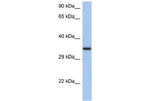 Image no. 1 for anti-HORMA Domain Containing 2 (HORMAD2) (N-Term) antibody (ABIN2785190)