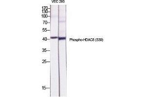 Western Blot (WB) analysis of specific cells using Phospho-HDAC8 (S39) Polyclonal Antibody.