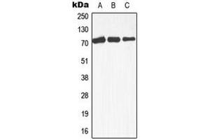 Image no. 3 for anti-Mitogen-Activated Protein Kinase Kinase Kinase 3 (MAP3K3) (Center) antibody (ABIN2706529)
