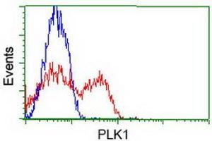 Image no. 4 for anti-Polo-Like Kinase 1 (PLK1) antibody (ABIN1500279)