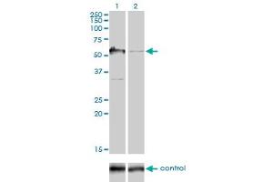 Image no. 4 for anti-GTPase Activating Protein (SH3 Domain) Binding Protein 1 (G3BP1) (AA 214-303) antibody (ABIN564390)