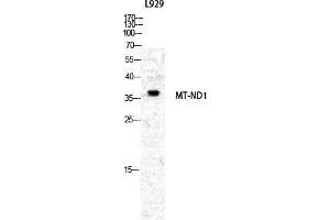 Image no. 2 for anti-Mitochondrially Encoded NADH Dehydrogenase 1 (MT-ND1) (Internal Region) antibody (ABIN3185785)