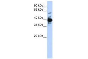 Image no. 1 for anti-Nuclear Factor (Erythroid-Derived 2), 45kDa (NFE2) (AA 108-157) antibody (ABIN6741417)