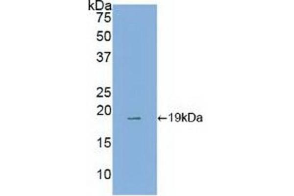 Annexin IV antibody  (AA 11-164)