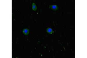 Immunofluorescent analysis of HepG2 cells using ABIN7175774 at dilution of 1:100 and Alexa Fluor 488-congugated AffiniPure Goat Anti-Rabbit IgG(H+L)