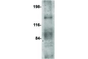 OVGP1 antibody  (N-Term)