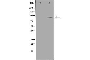 Image no. 2 for anti-ADAM Metallopeptidase Domain 9 (ADAM9) (C-Term) antibody (ABIN6259777)