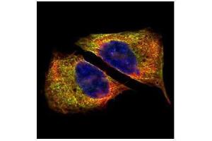 ICC/IF Image Confocal immunofluorescence analysis (Olympus FV10i) of paraformaldehyde-fixed U2OS, using beta Tubulin 4, antibody (Green) at 1:500 dilution.