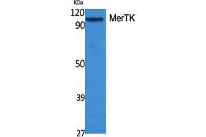 Image no. 2 for anti-C-Mer Proto-Oncogene Tyrosine Kinase (MERTK) (N-Term) antibody (ABIN3185542)
